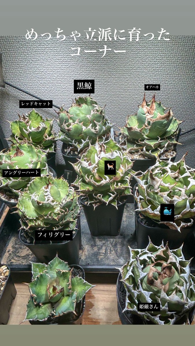 アガベ育て始めて2年。
1年ほどの株もありますが、立派に育ってくれました♪