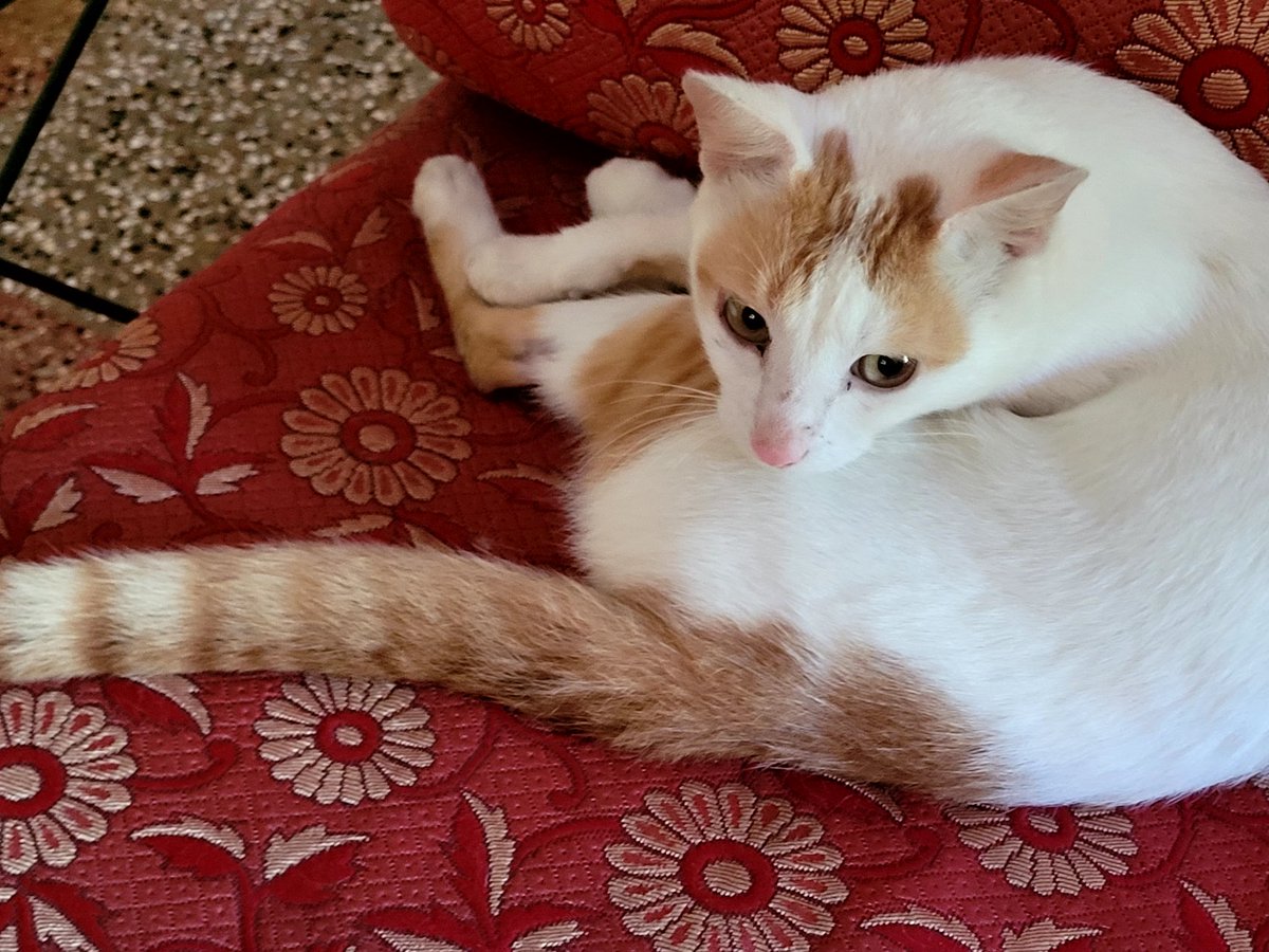 sshastry_c's tweet image. I don&apos;t like cats .. yet I have taken I don&apos;t know countless number of pics of ... Don&apos;t know what would happen if I liked them 😊