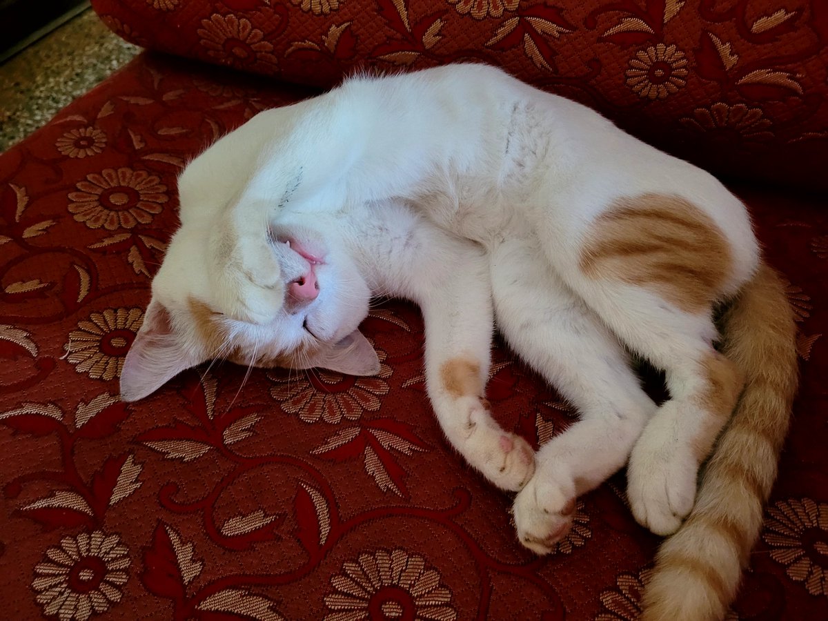 sshastry_c's tweet image. I don&apos;t like cats .. yet I have taken I don&apos;t know countless number of pics of ... Don&apos;t know what would happen if I liked them 😊