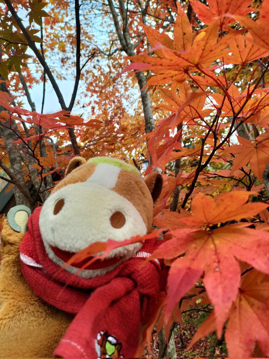 置戸神社のモミジも〜
今が真っ赤でまっさかり〜

うふふ〜
秋のいりどりだば〜ん

#置戸町
#ゆるキャラ
#おけばんばくん
#オホーツクTwitter会