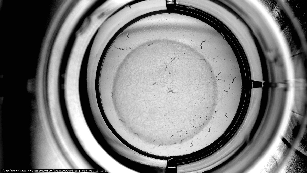 DQonpumpscience's tweet photo. .Who wants to see worms with $DQ updated from the labs in Switzerland by @pumpdotscience ~ a very healthy worms in the making for our experiment with D+Q https://t.co/3MxOx2V7pp