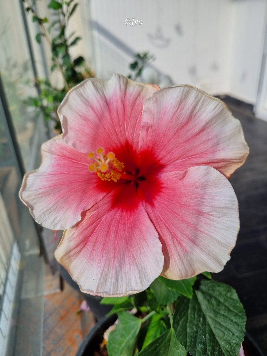 Jyothi_esl's tweet image. The beauty of flowers kissed by the evening sun — fleeting, yet unforgettable.
#theme_pic_India_flowers