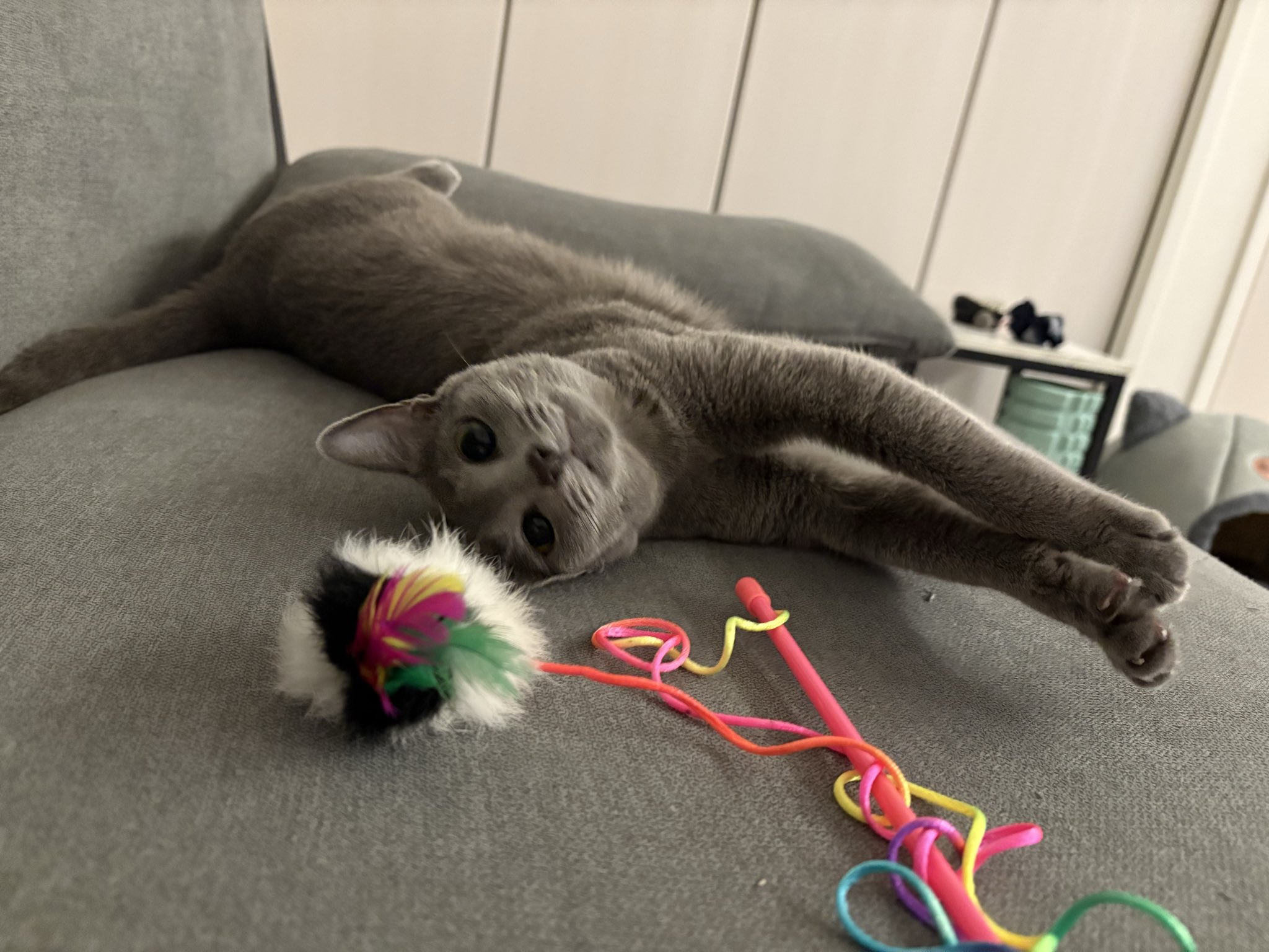 ロシアンブルー様⁂ 今日のイラストはかいくんです😻 @yuki.morito0810 さんの愛猫