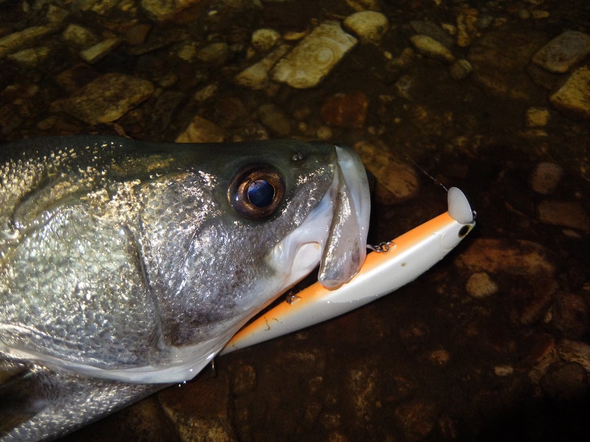 仕事の合間の日没前後の川鱸。
今シーズン全く反応のなかった場所が一転し、ボイル多数、おびただしい数の鮎、誤爆、チェイスもあり短時間ながら楽しませてもらいました。ルアーはピックアップ「サイドプレス160F」が大活躍！
近距離戦での水面爆発は心臓に悪い···
#あきた
#秋田
#釣りに行こう
#釣り