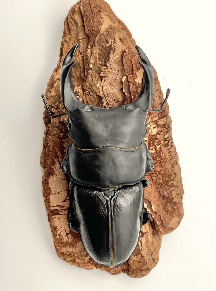 コノハチョウ（1オス、スリランカ産） コノハチョウ（1オス、スリランカ産） コノハチョウ（1オス