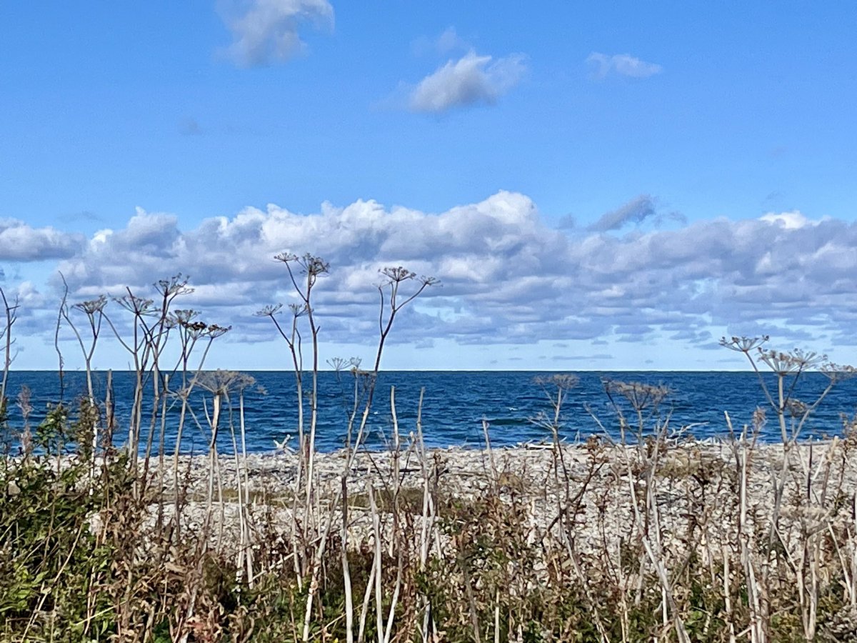 stan_sdcollins's tweet photo. Dead Cow Parsley all along the coastline. These highly invasive plants can grow 6-8 feet high and are about the size of large sunflowers. Their dead stalks are as strong as a bamboo chute  once they dry out. https://t.co/SfN7XhMFhP