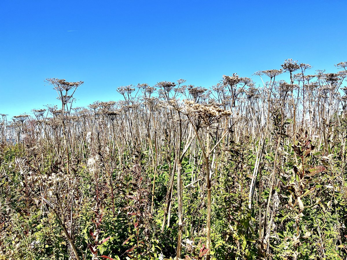 stan_sdcollins's tweet photo. Dead Cow Parsley all along the coastline. These highly invasive plants can grow 6-8 feet high and are about the size of large sunflowers. Their dead stalks are as strong as a bamboo chute  once they dry out. https://t.co/SfN7XhMFhP