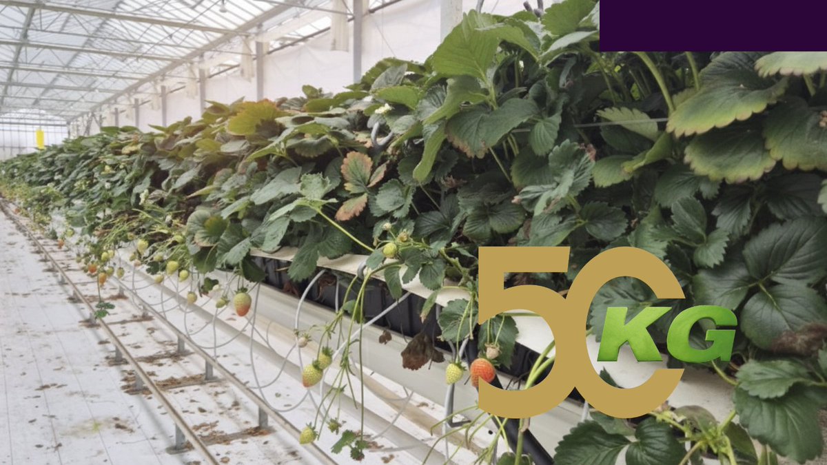 KG_Greenhouses's tweet image. Project Update – Ireland 🇮🇪
We’re proud to share new progress from our turn-key strawberry project in Ireland! 🍓
This 5,000 m² greenhouse represents a complete installation designed and delivered by KG Greenhouses.
kggreenhouses.com/en/projects/st…
#kggreenhouses #TurnkeySolutions