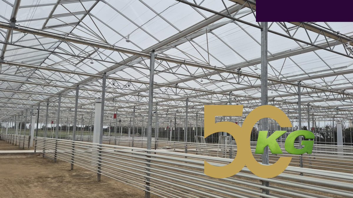 KG_Greenhouses's tweet image. Project Update – Ireland 🇮🇪
We’re proud to share new progress from our turn-key strawberry project in Ireland! 🍓
This 5,000 m² greenhouse represents a complete installation designed and delivered by KG Greenhouses.
kggreenhouses.com/en/projects/st…
#kggreenhouses #TurnkeySolutions