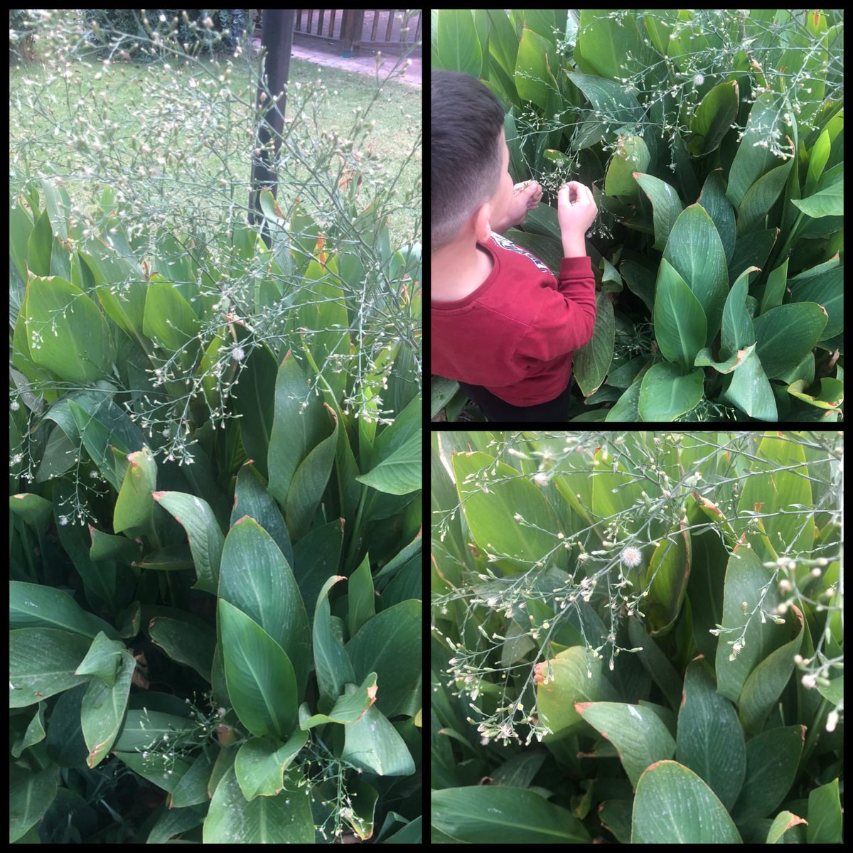 📚 Ekim Ayı Temamız: ORMAN KİM? 🌿
Bu ay çocuklarımızla birlikte doğayı gözlemliyor, inceliyor ve kaydediyoruz!
Ağaçların, yaprakların, böceklerin gizemli dünyasını keşfederken;
doğaya karşı sevgi, merak ve farkındalık duygumuzu güçlendiriyoruz 💚 <a href="/EkoOkullar_TR/">Eko-Okullar Türkiye</a>