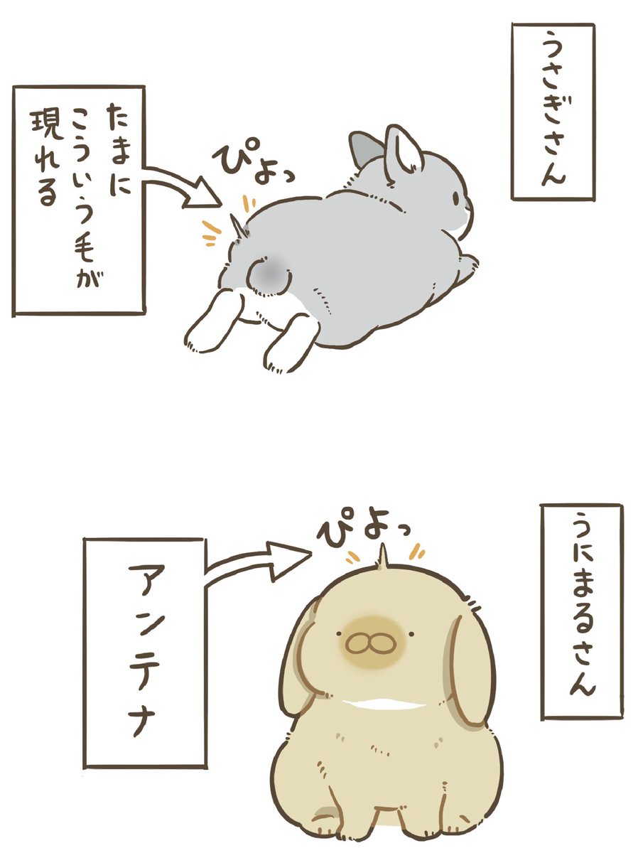 niihao_'s tweet photo. うにまるさんにアンテナが生える(全2枚)
1週間くらいで気付いたら消えてました https://t.co/IU5cIz2qWP