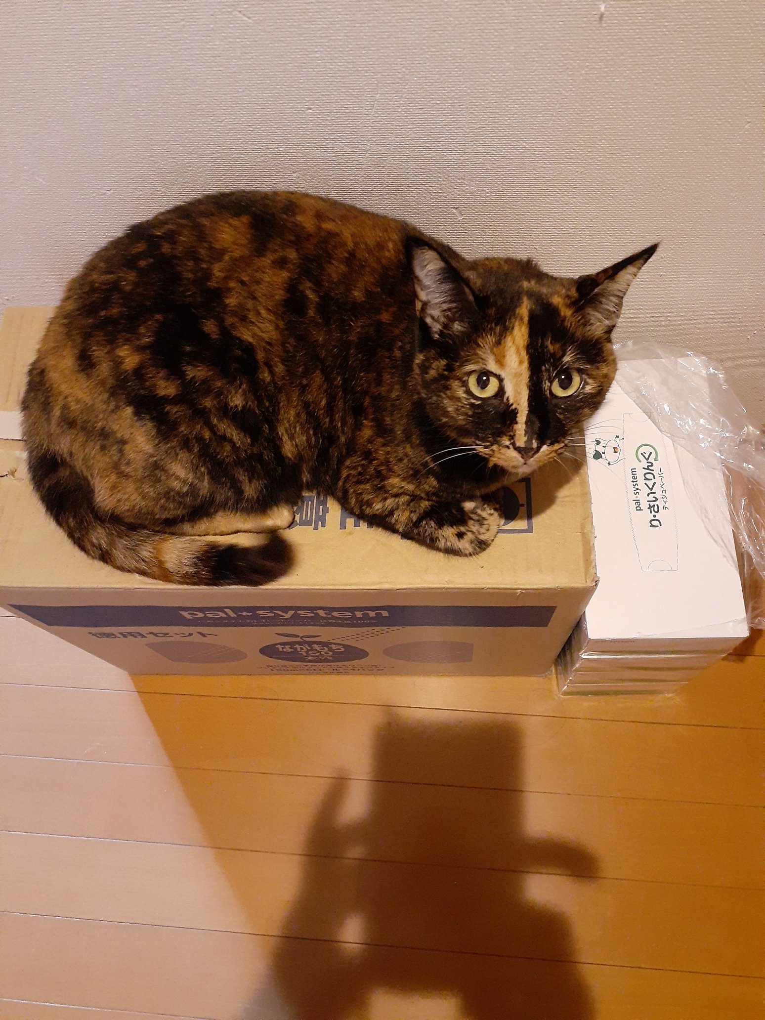 はるるん (@RNPrJ9xfX3PSoaA) / X