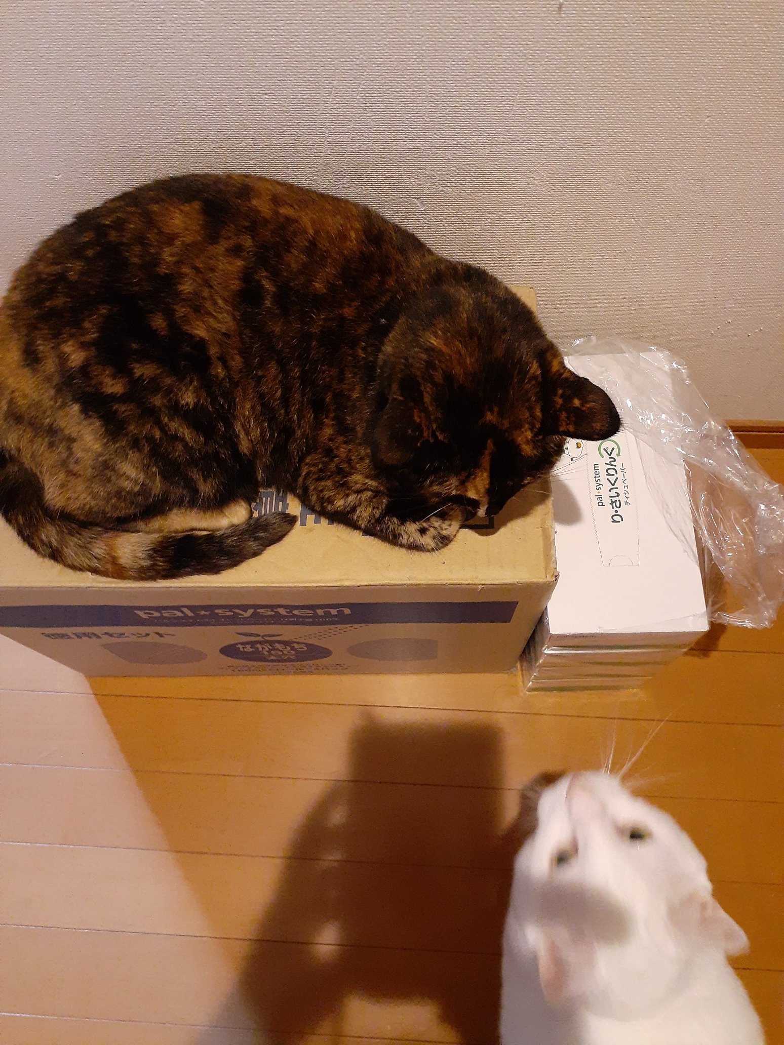 はるるん (@RNPrJ9xfX3PSoaA) / X