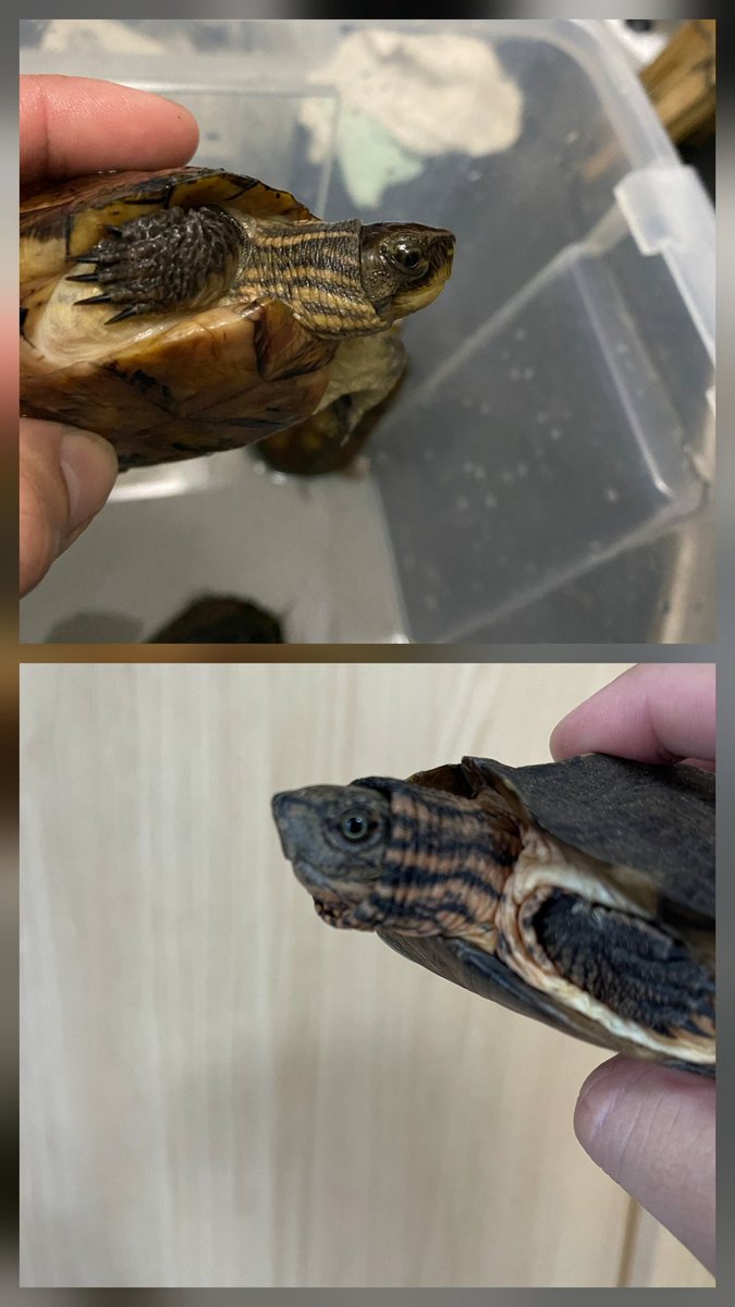 我ながら似たようなカメが好きだこと🤣

カメに関しては首筋フェチなのかもしれん🙄
