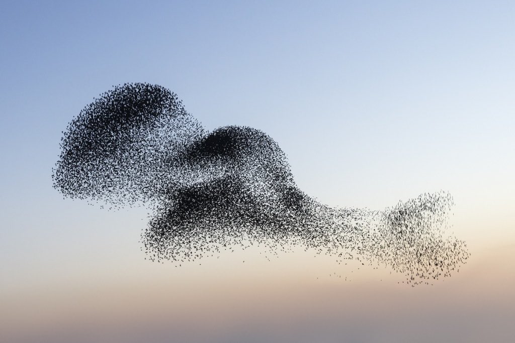 A muration of starlings flying together….