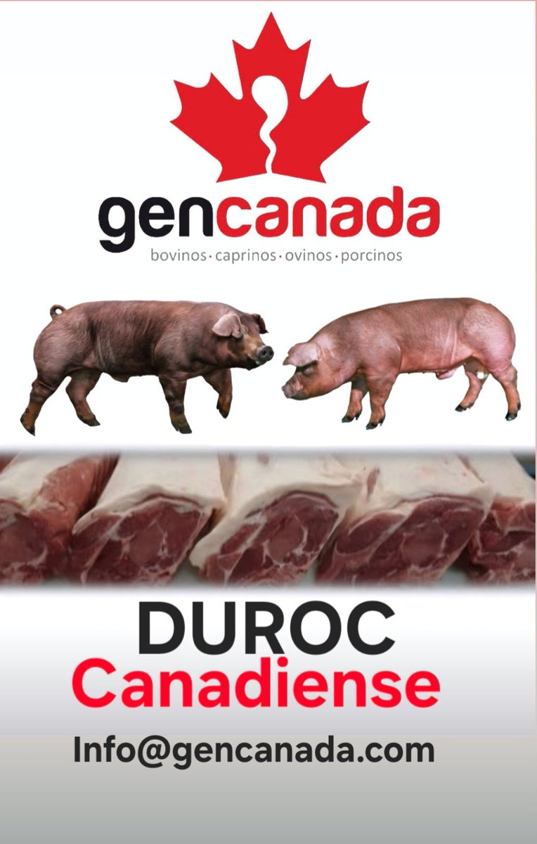 Envíos de cerdas puras bisabuelas GGP a toda América Latina!

Con el respaldo del Canadian Center for Swine Improvement y el Canadian Livestock Records Corporation. 

youtu.be/sIabyu0W5gU?fe…