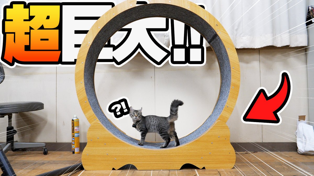 あまりにも本気で走りすぎてて可愛すぎたwww

youtu.be/L7fet_4br7E?si…