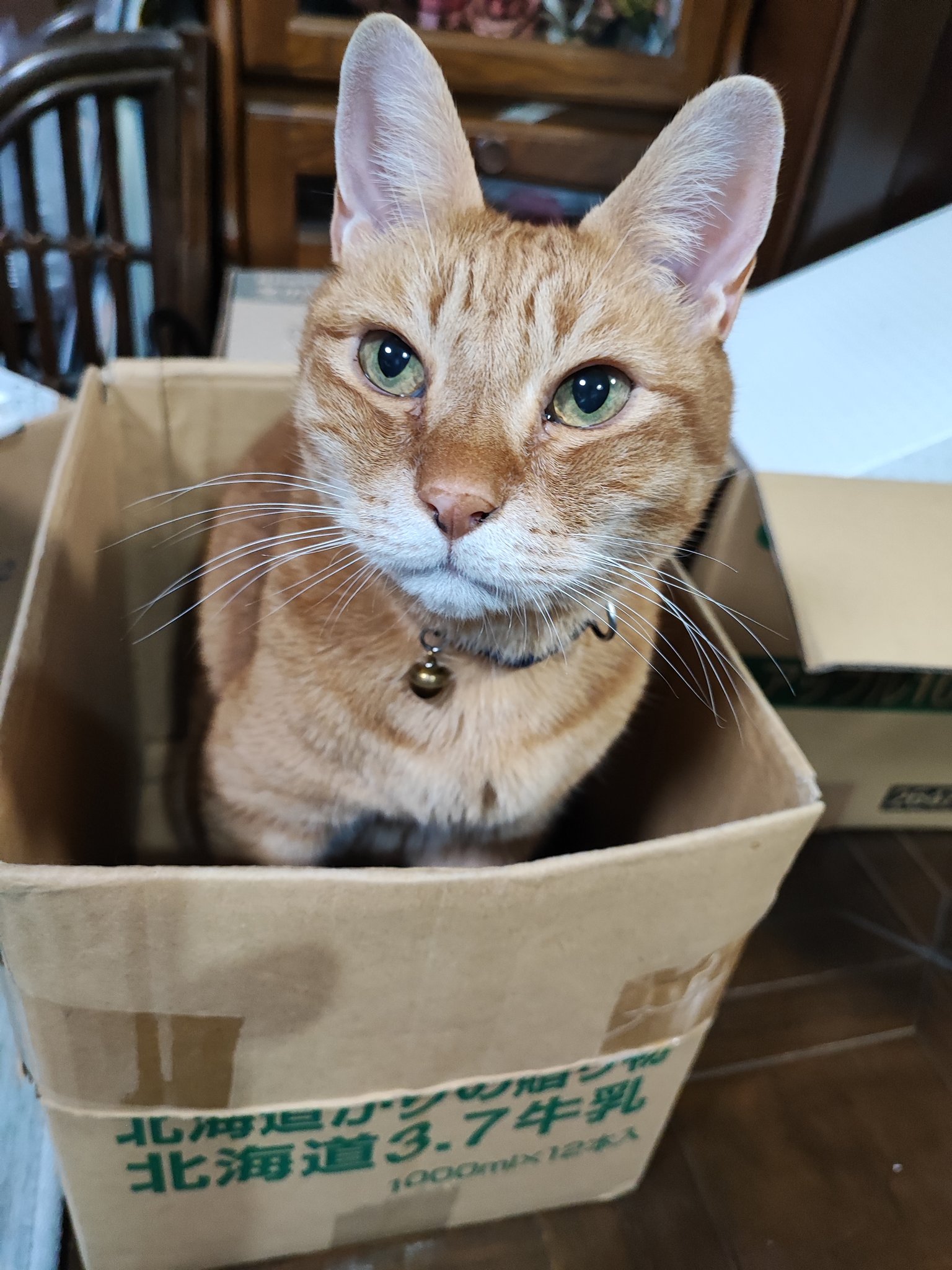 ふらんすねこ@発送までお時間頂きます　1002 ふうちゃんZ on X: 
