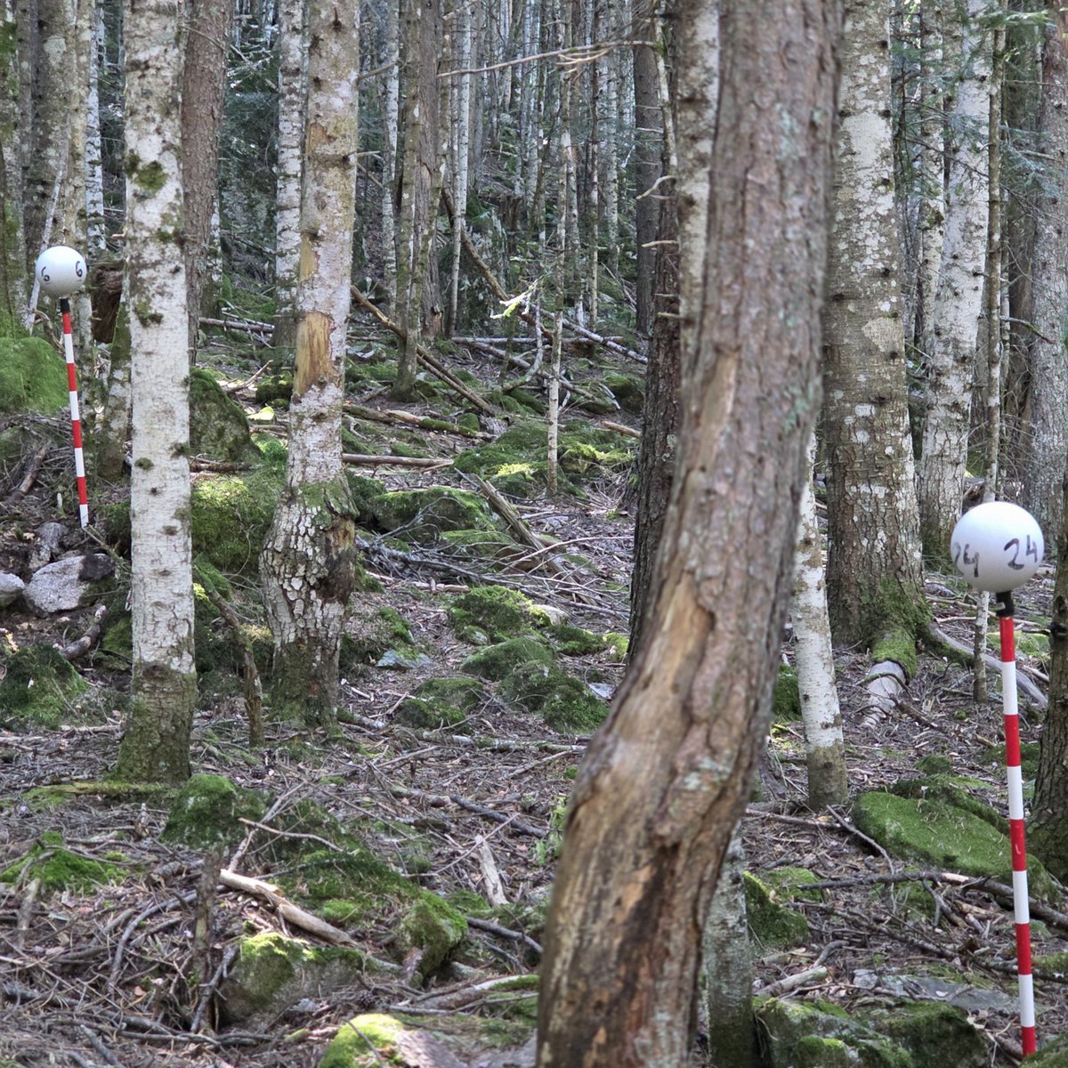 whatifbosques tweet media