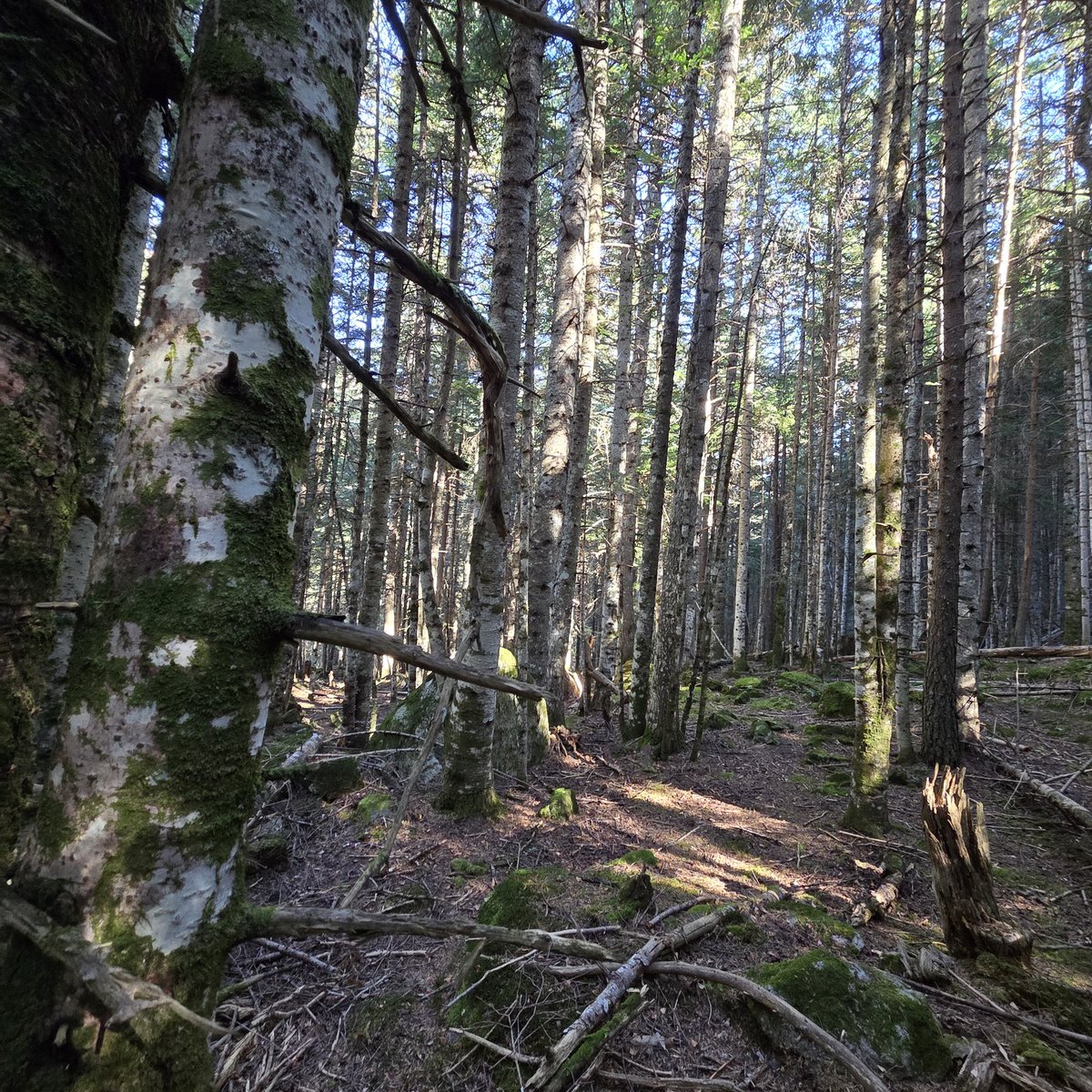 whatifbosques tweet media