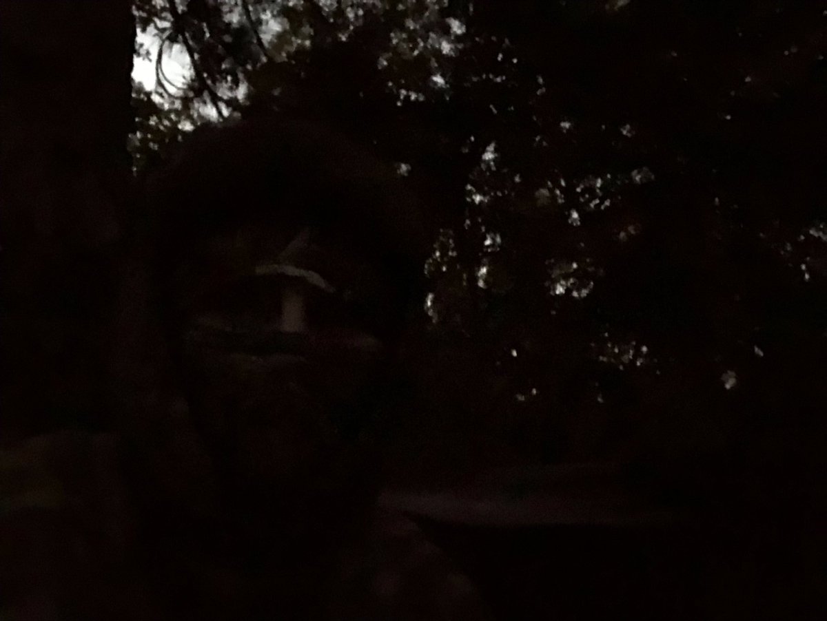 Out here waiting on daylight! Hope I get one,, y’all have a great Friday , keep dat smile on and mugs up my people❤️☕️☕️🦌👀😁