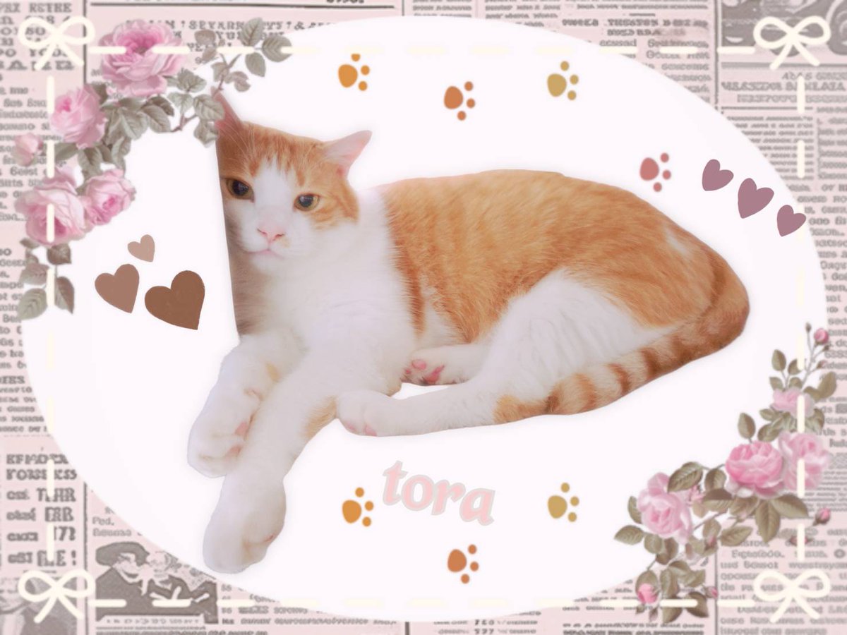 とら🐈️「こんばんにゃ🐾とらですにゃん。
さくら家はテレビにつづいてパソコンが使えなくなったにゃん。
テレビだけでもかおりちゃんとパパでひともんちゃくあってたいへんだったのに、パソコンともなると…さきがおもいやられるにゃん。
とらはしらん。ねるにゃ💤」