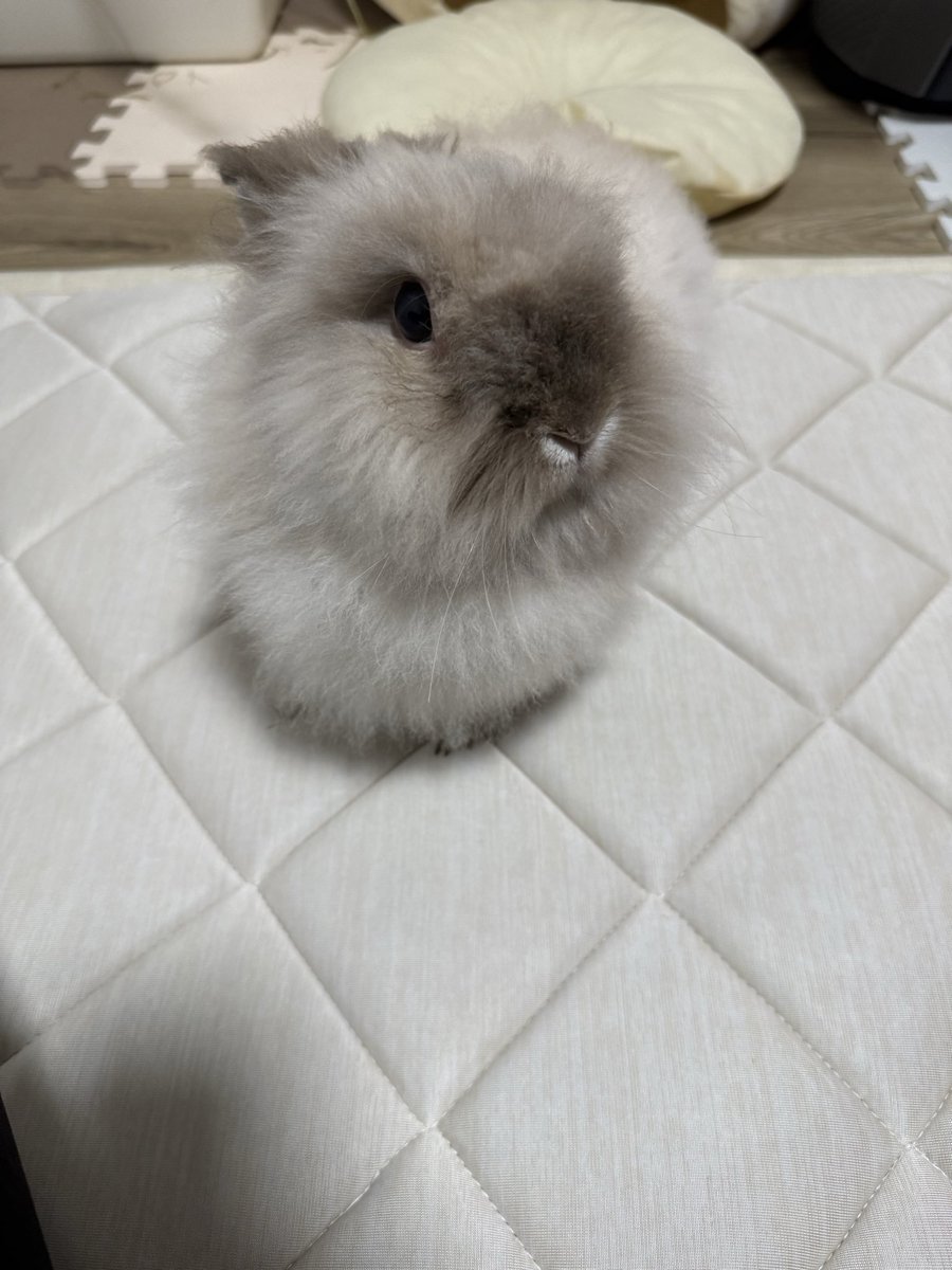 すん
#うさぎ
#うさぎのいるくらし