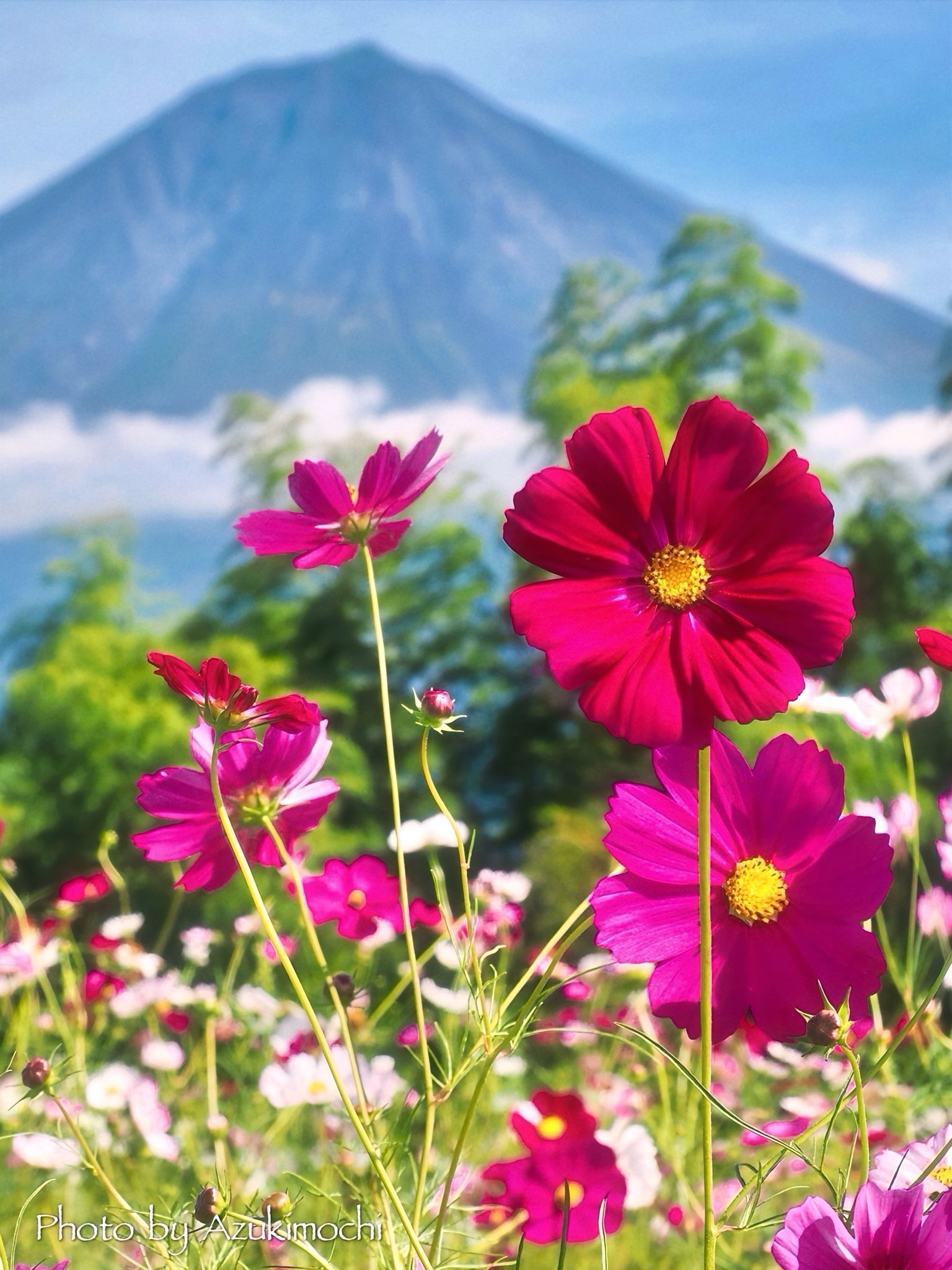 小豆餅乃𝕗𝕝𝕠𝕨𝕖𝕣 𝕣𝕠𝕠𝕞 𖧷𓂃◌ on X: 