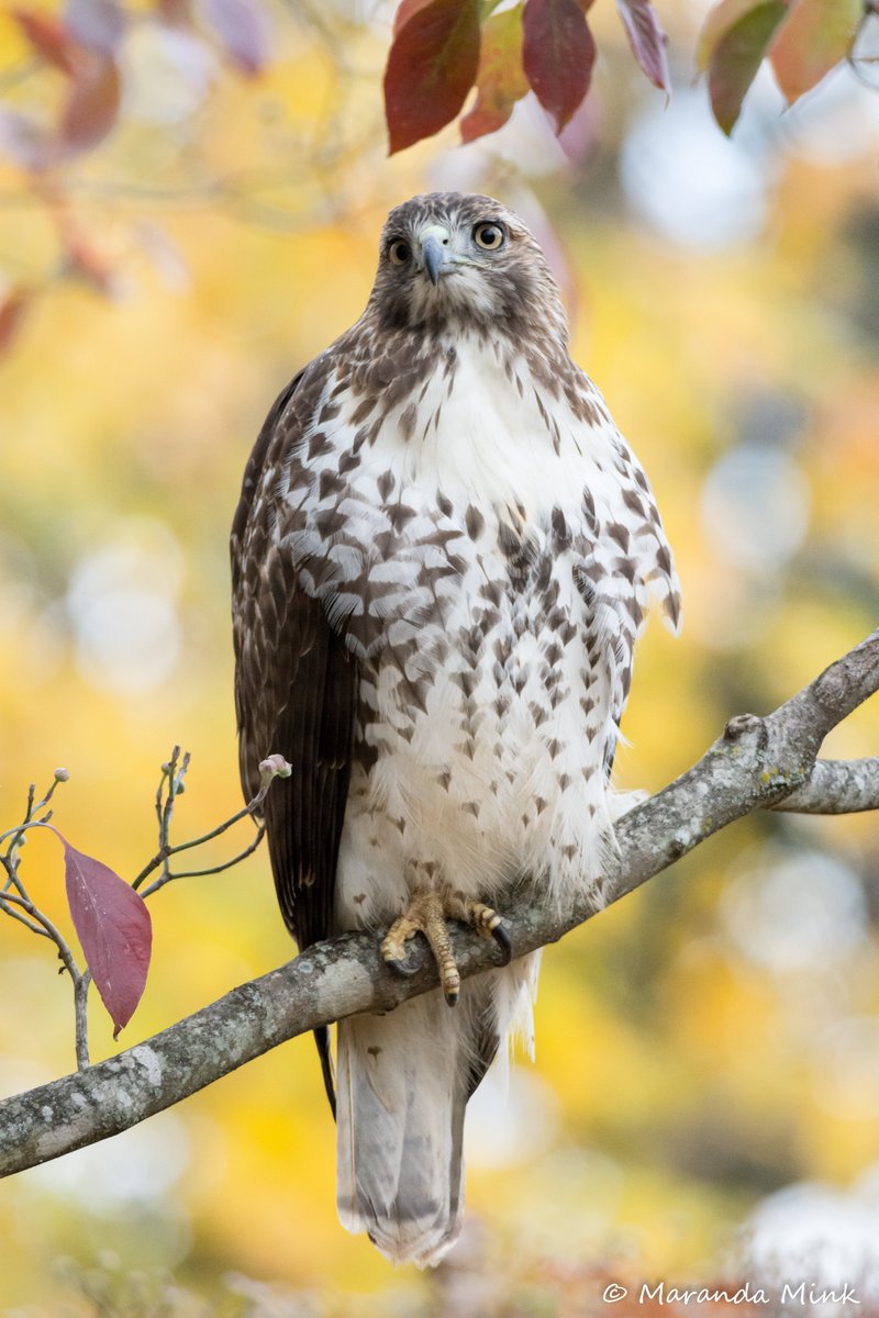 Marandamink's tweet photo. Red Tailed Hawk with some nice Fall colors. 🍂🍁 https://t.co/s7DnSQeSfy