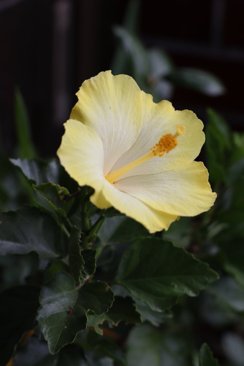 もり子出品❗キキョウ3株 紅錦1株お届けいたします。 もり子出品