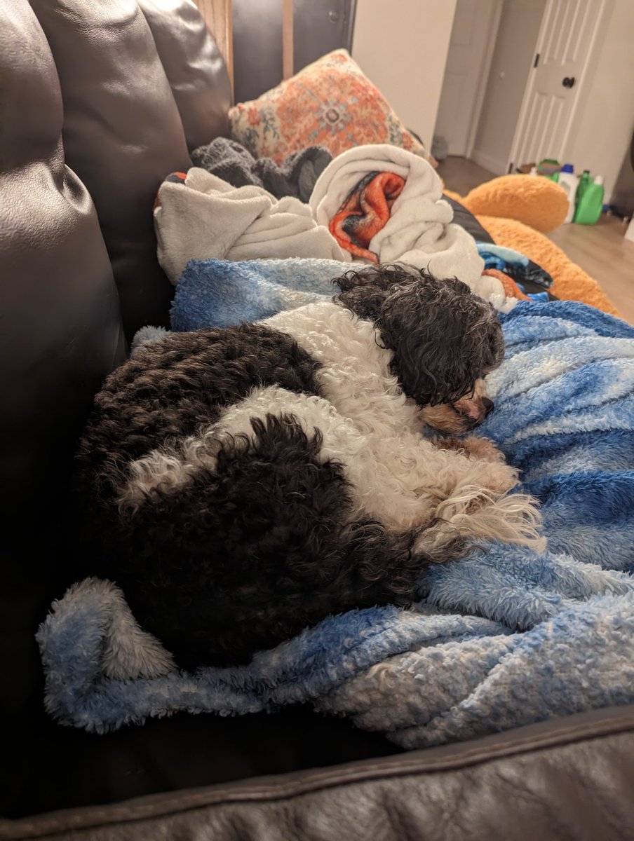 aelire16's tweet photo. @MrPitbull07 This was not my dog. He broke into my back yard and came into the house through the dog door. I tried to find his owner but no luck. I took him to the groomer and got him cleaned up. (He was a hot mess. ) He lives here now and when he gets out (occasionally) he always comes back https://t.co/dmK5Nz6Wr6
