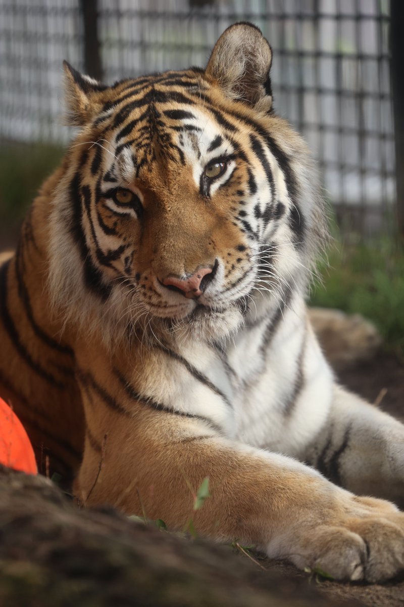 美し過ぎる...
#釧路市動物園 #アムールトラ #ナージャ