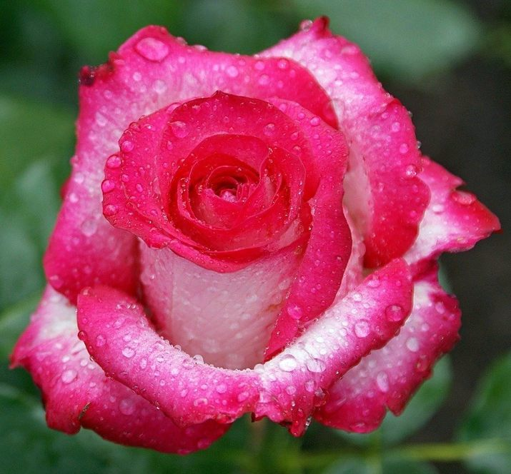 IOrjola's tweet photo. "Shining with new freshness through trials, the tearfulness of the soul, washed with dew, is absorbed into the petals with calm."
#QuotesOfTheDay #Quote #Quotes #MyThoughts #PositiveMindset https://t.co/ksmvpbai1A