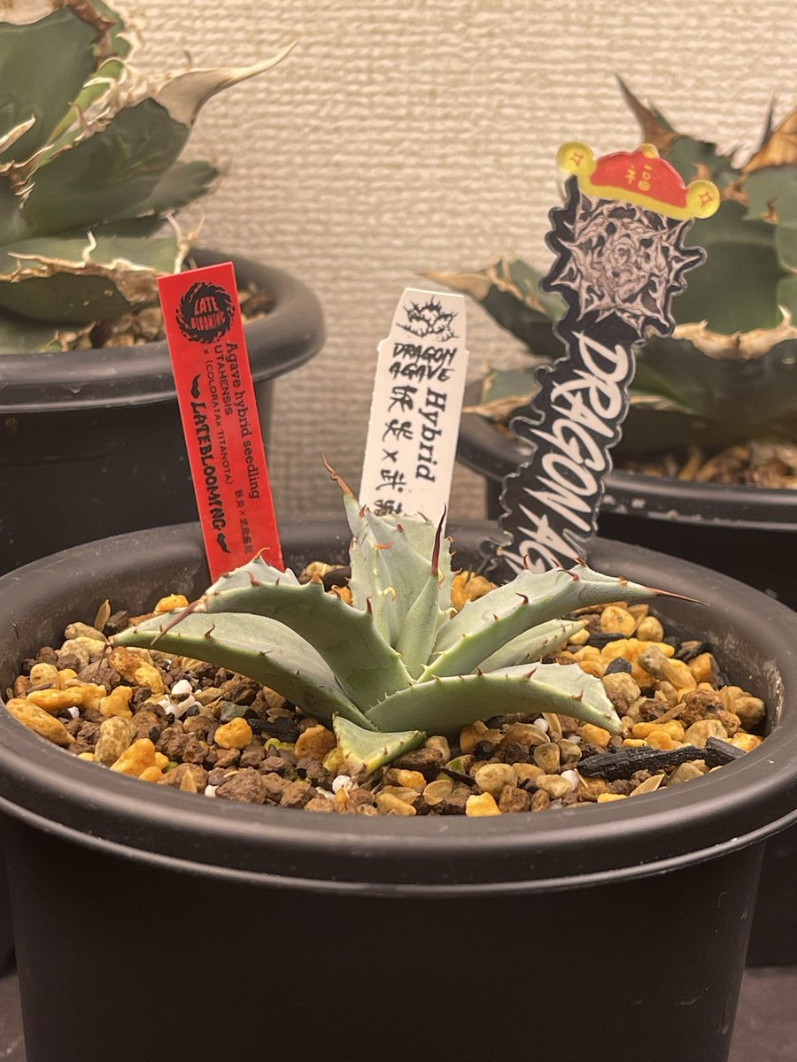 札付き♥️ラコロ✕ノバヒネリアナ✨ 植物男爵 (@syokudAn) / Posts / X