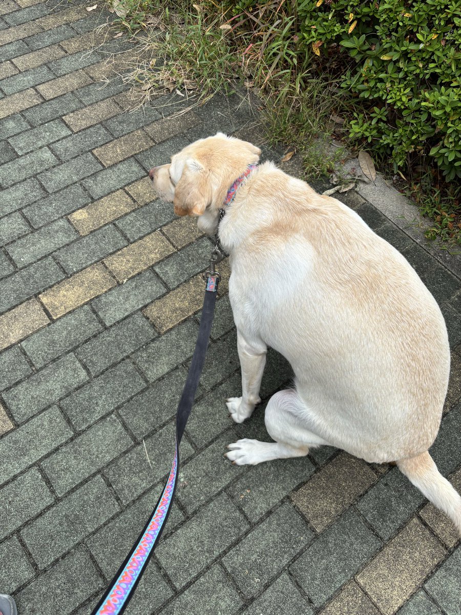 hiron28826009's tweet photo. 虐待を受けてガリガリで来たので幸せ太りして欲しかった(体重は14キロ→30キロ) https://t.co/kc6LS7SpKH
