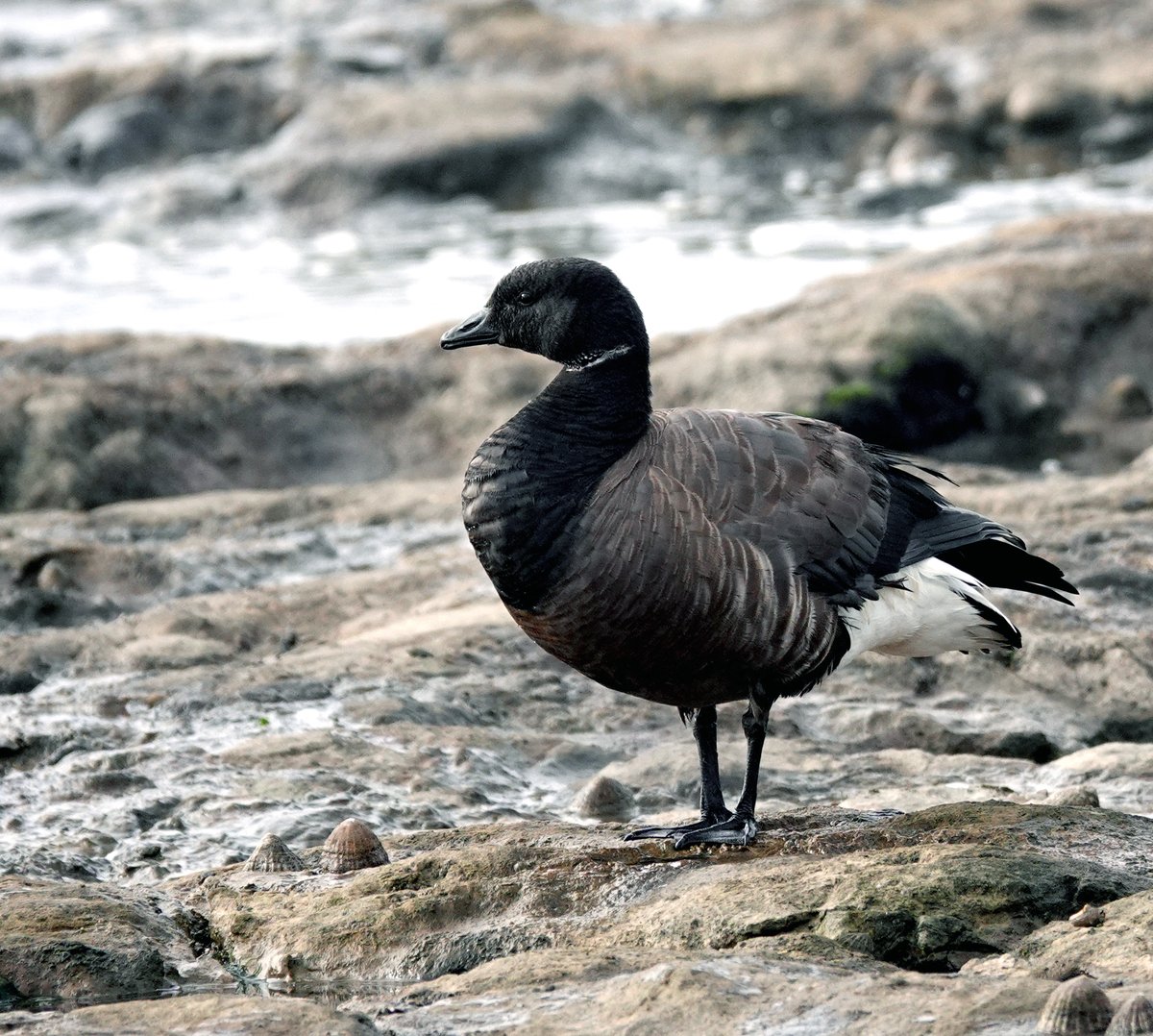After a very slow October at Kenfig NNR, I was pleased to finally get my first of the year [3] Dark-bellied Brent Geese that I found on a rock pool. They were a bit distant for photos while I was there, so here is one from the same site from February 2023.