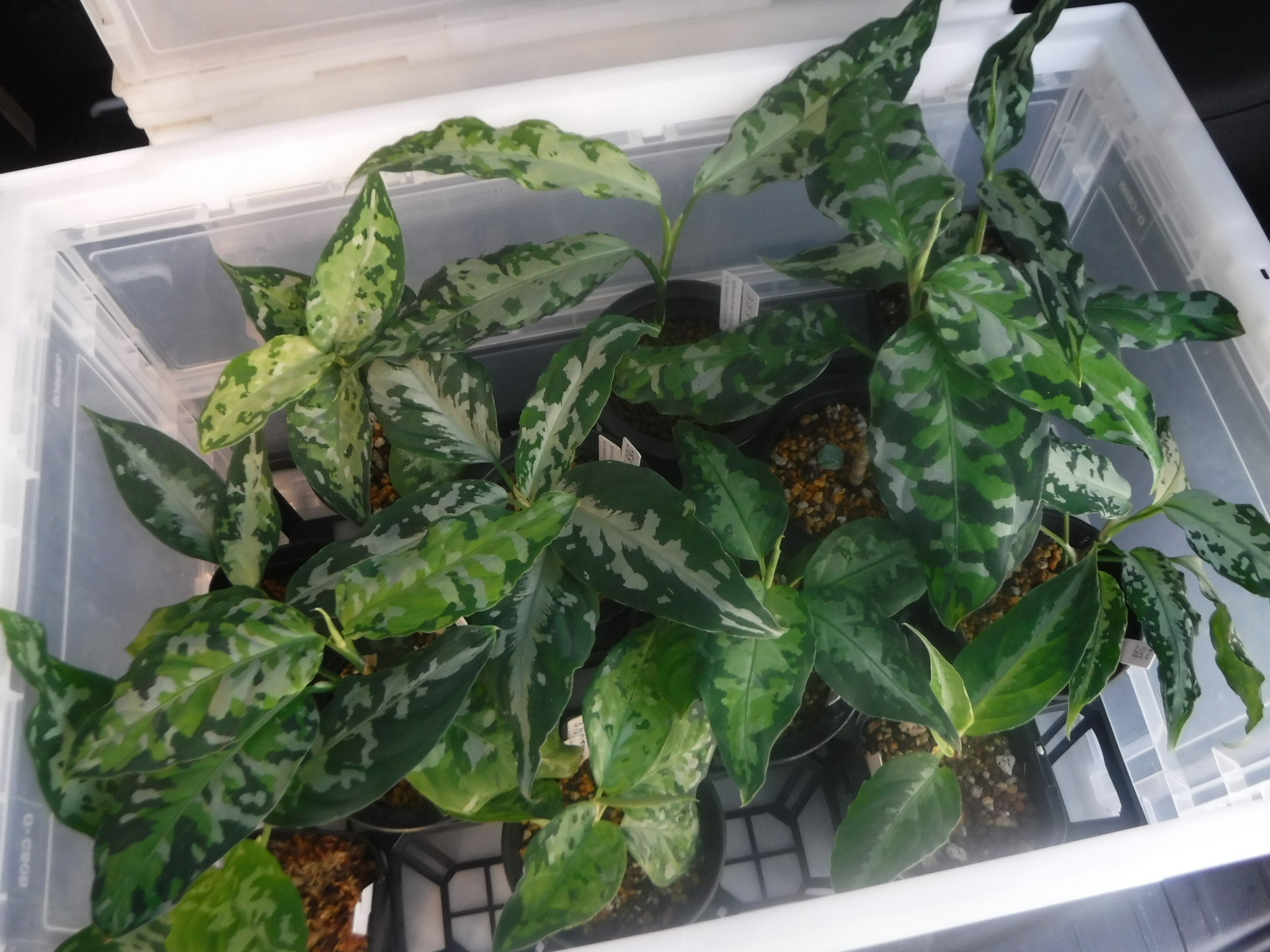 緑交ち葉型小猪口　　珍味入10客　　酢の物厳禁　　新品未使用 緑交ち葉型小猪口 珍味入10客 酢の物厳禁 新品未使用