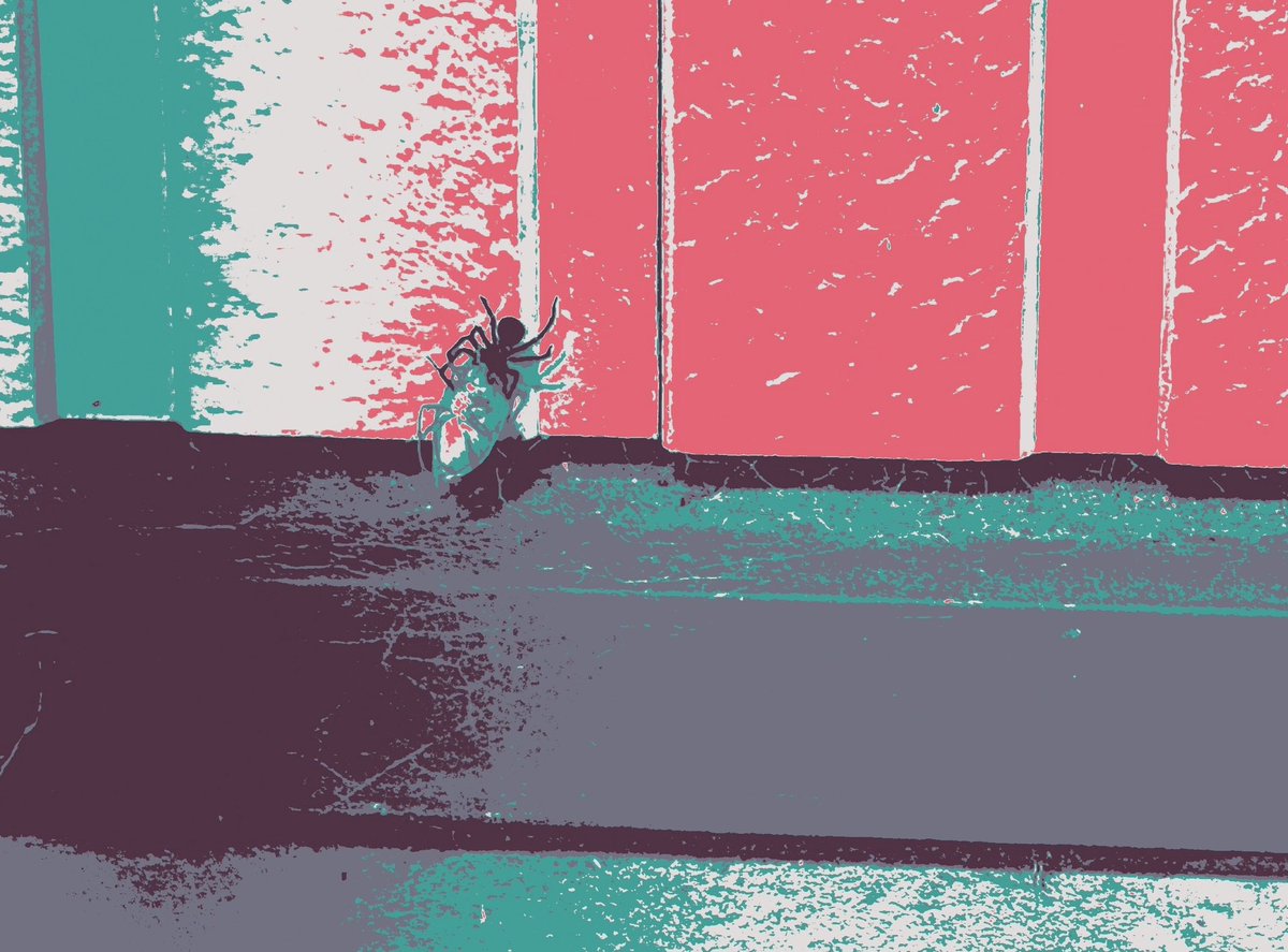 なんか臭いなと網戸を見たらカメムシがはりついていたので迷わずキッチン泡ハイターをぶっかけたら、少しジタバタしたあとお亡くなりました。そしてそして！そのカメムシを蜘蛛様が必死で運んでいる姿が！！感動してずっと眺めてます。加工しましたが苦手な方ご容赦ください。蜘蛛は大事🕷️