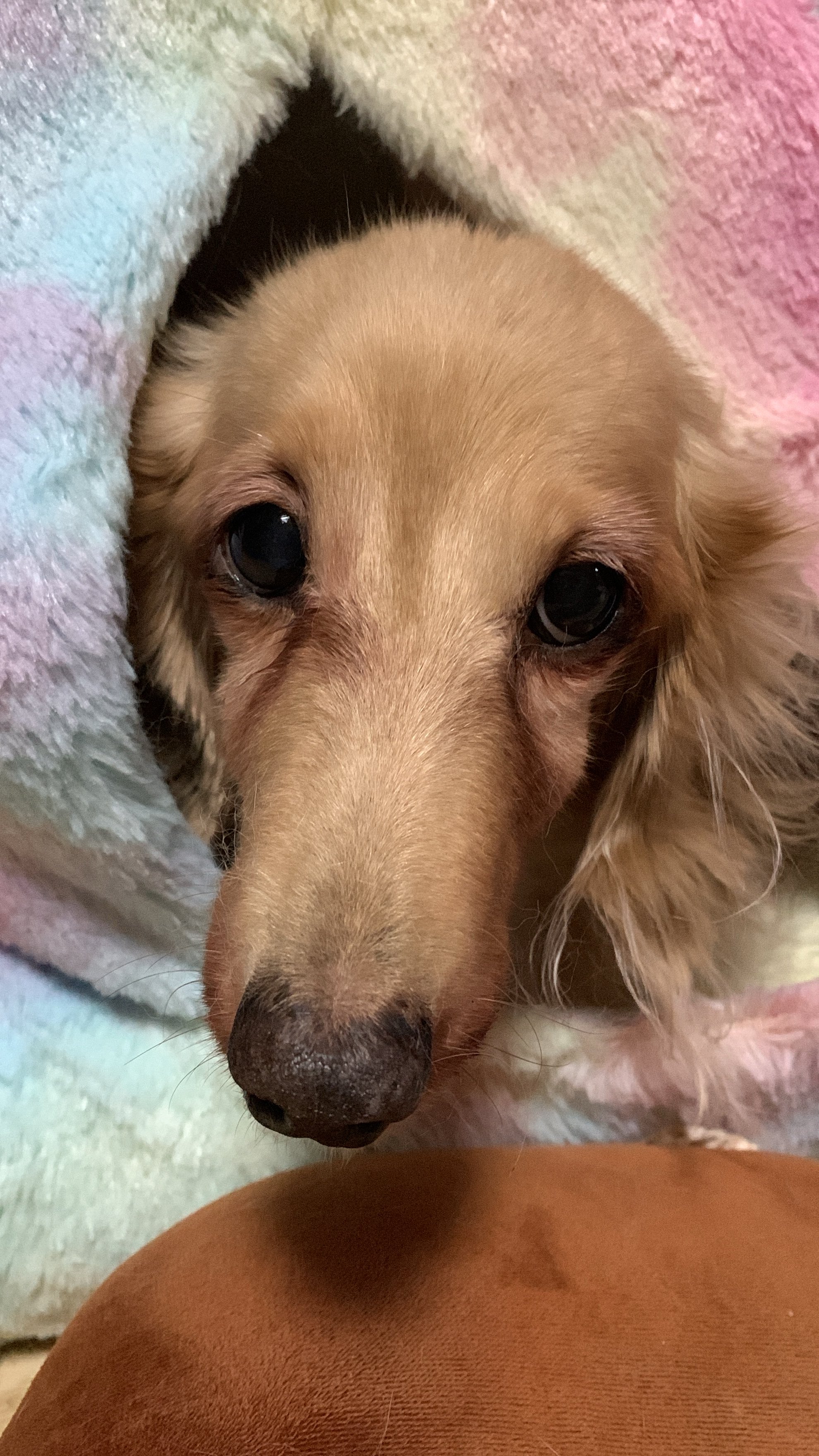 吉田 零唯👓🥃🐺🐾Atrocious Wolf Hybrid Vtuber🐾 on X