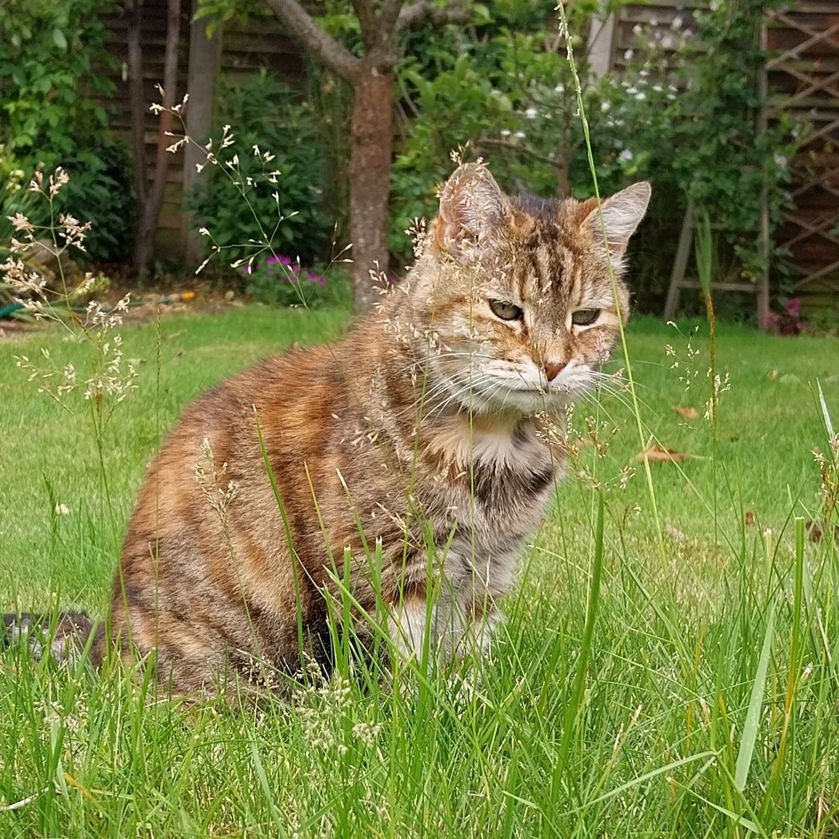 Sue Bradley tweet media