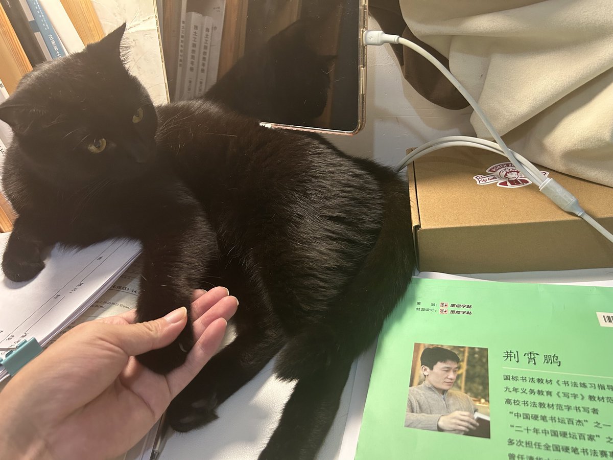MasterChen62's tweet photo. 小猫咪有啥坏心思，只是赖着不走而已 https://t.co/zxZ3aALVgb