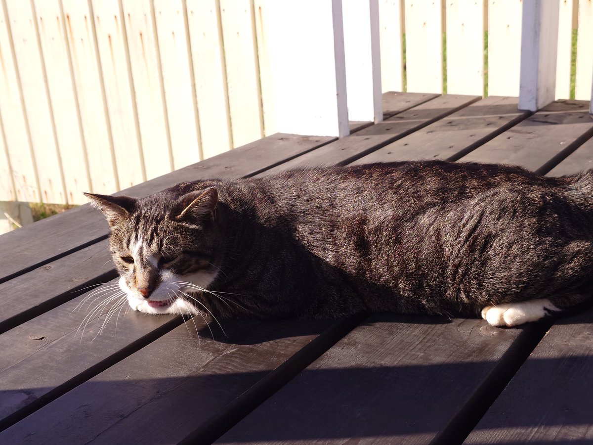 みるき−。 WX7847 TUBE BIJOU INHEEL SNEAKER | MUUM