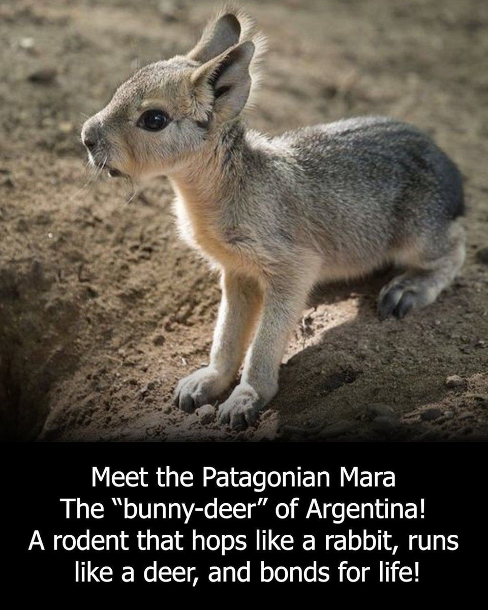 Pie 🥧 (@sliceofdpie6557) on Twitter photo My new favourite animal!!!!! 😍🥰😘 My new favourite animal!!!!! 😍🥰😘
