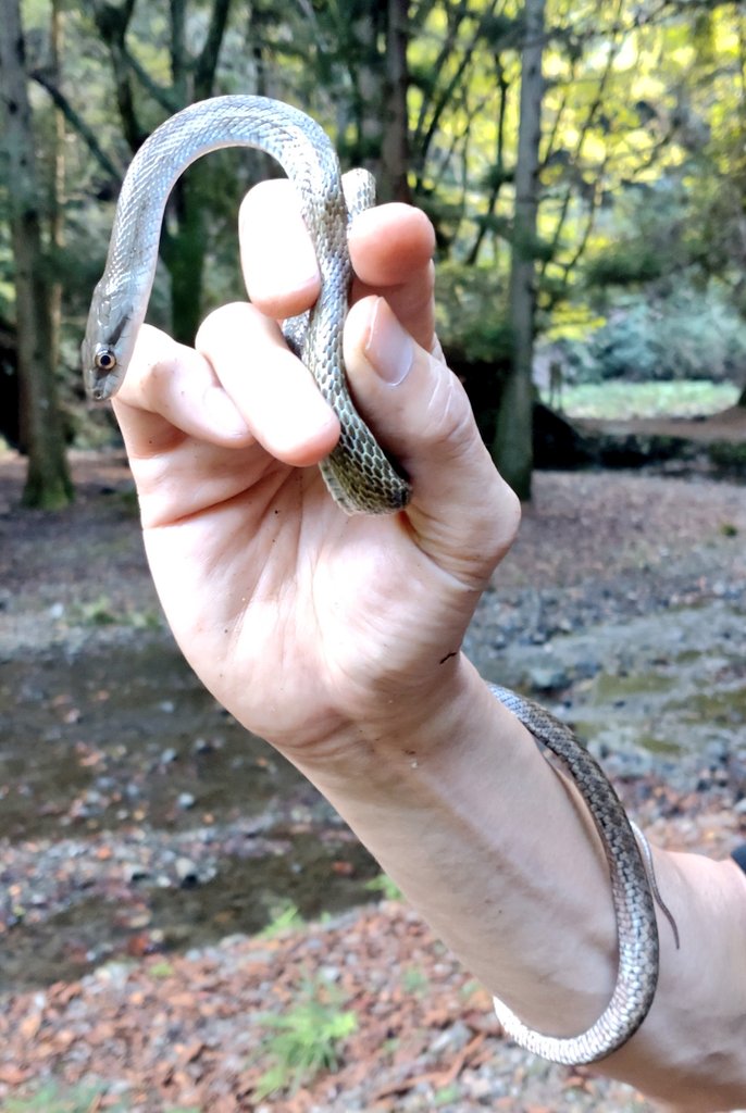 mikeko18's tweet image. 久々にアオダイショウと出会えて嬉しさを隠しきれないまだら汁。
どちらもカワイイですっ！