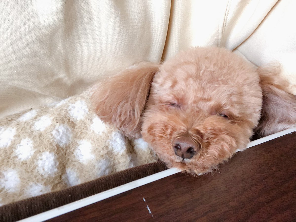 nenenezn's tweet photo. 今日うちの子命日なので生きてた証見てくれたら嬉しいです☺️ https://t.co/f6GmNAW20U