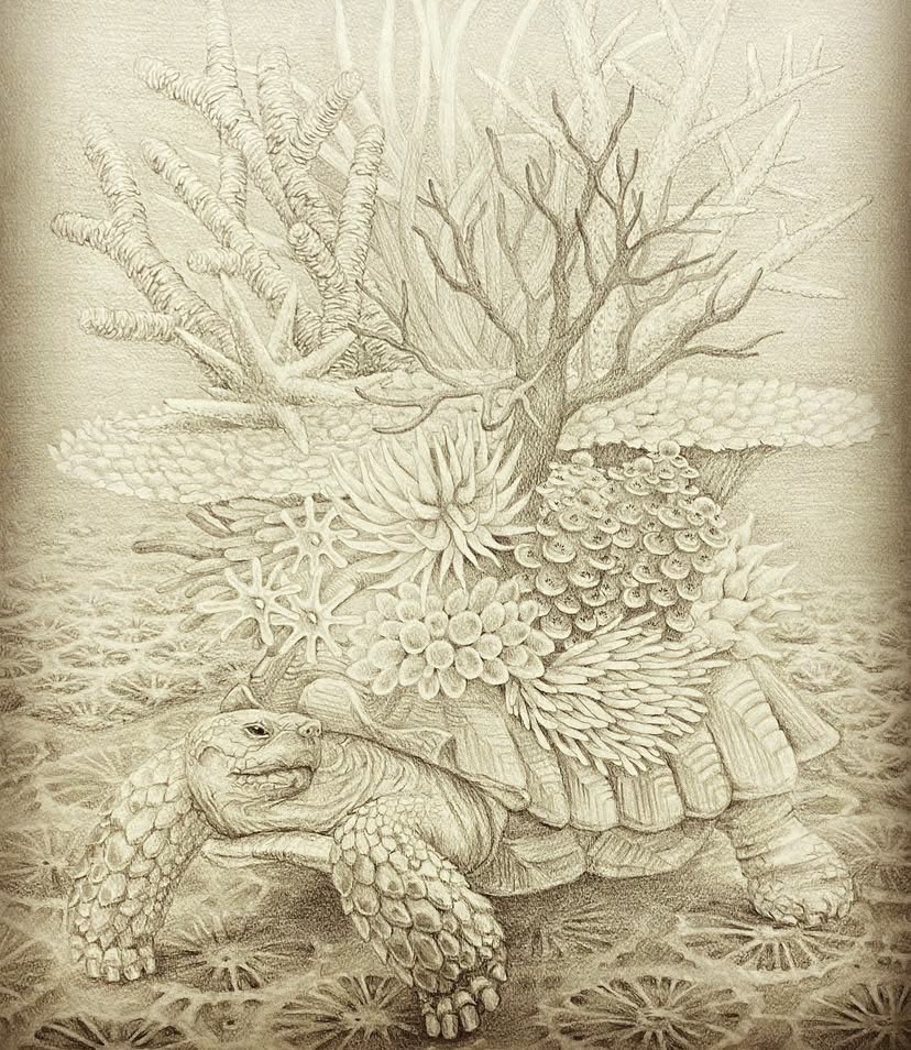 ruijiroh's tweet photo. 京都での二人展「根と翼」での展示作品です。シーラカンスとカメ、どちらも背中にいろいろ生えました。

Yuko Furukawa × ツボカワ カオリ 二人展
「根と翼」
2025年10月21日（火）〜26日（日）10:00〜18:00
Gallery&amp;space 鈴蘭
〒606-8427
京都市左京区鹿ヶ谷法然院西町63-6 https://t.co/Z6TnvnJ0VZ