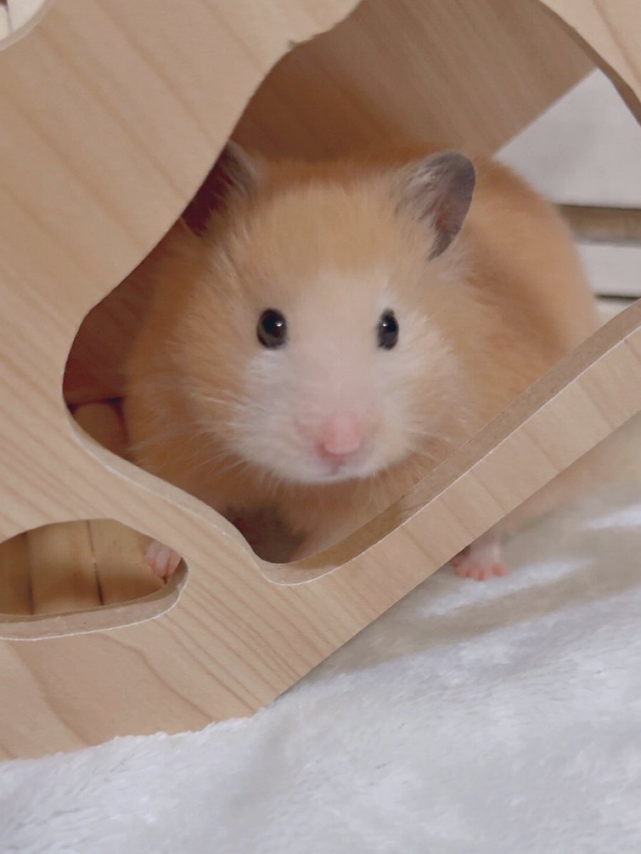 まだ不思議そうな顔してる^  ̫^って思ったけど、昨日ペレッティでいっぱい拭いたからじぶんのニオイがしなくて不思議になってるのかも