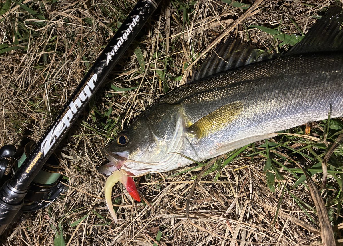 1ヒット1キャッチ🫴

ベイトが騒いだ明暗ラインで✅
あんなに魚居るのに全然口使わん
この釣りやりがいあるんよなぁ🔥

燃える🔥

#madness
#バクリーヘッド

#evergreen
#エースアタッカー96

#Pickup
#スリートラップ
#PR