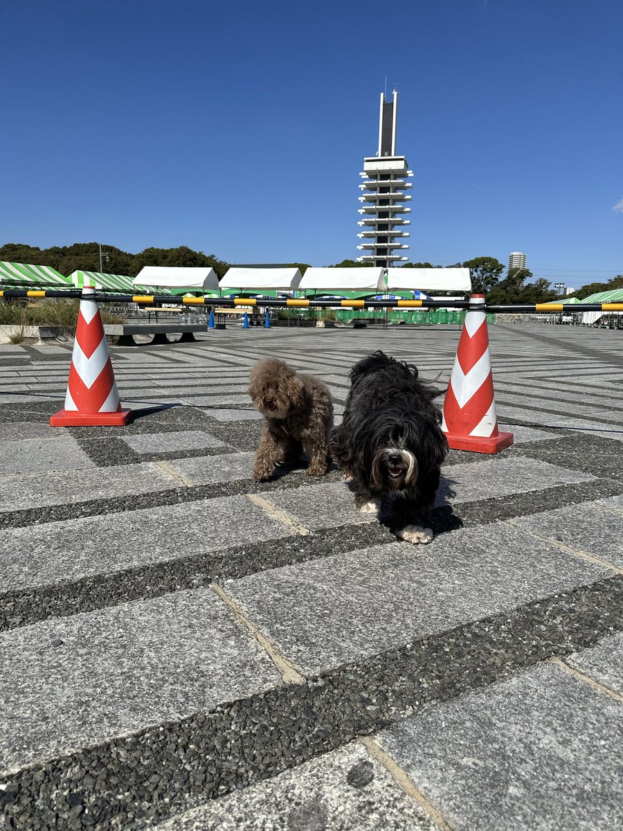 _nitako_'s tweet photo. 犬ショップとしてどうしても外せないフェス、駒沢わんこ祭り参加の為18(土)19(日)の営業時間を1時間遅らせて頂きます🙇🏻

それに伴い17〜19日まで店頭とBASEで20% OFF SALEを行います🦴

お待ちしております🐶

18.19 15:00〜19:00 

🐕 わんこ祭りですが犬猫対象外
お洋服のみ20%OFF（一部対象外あり） https://t.co/RpxRmiqAnl