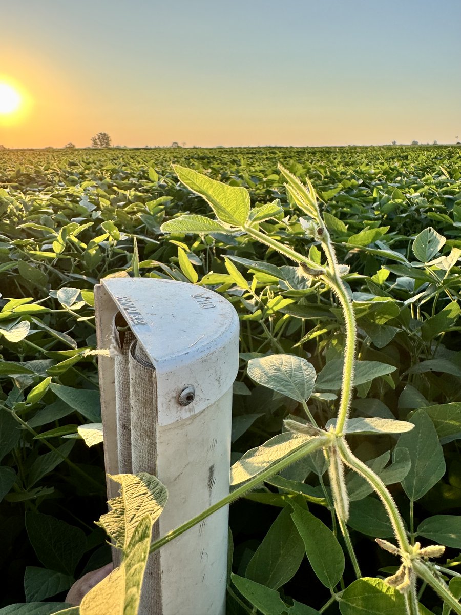 AgroConceptos's tweet photo. 🌾 El arte del “DEPENDE”: el juicio experto del agrónomo ante la incertidumbre.

En el campo, las certezas absolutas son un lujo.
Entonces, ¿cómo tomamos decisiones clave cuando nunca tenemos el 100% de la información?

La respuesta está en el corazón de nuestra profesión: la capacidad de hacer suposiciones fundamentadas.
No es adivinar, es construir el escenario más probable con los datos disponibles.
Por eso, en la facultad nos graban a fuego una palabra: DEPENDE.

👉 ¿Qué densidad de siembra uso? Depende del lote, del año, del híbrido y del objetivo de rinde.

👉 ¿Necesito fertilizar? Depende del análisis de suelo, del ambiente y del clima esperado.

👉 ¿Es momento de aplicar un fungicida? Depende de la presión de la enfermedad, el ambiente y la susceptibilidad de la variedad.

Cada “depende” no es una evasiva, es el punto de partida de un análisis profesional.
Significa que detrás hay criterio, experiencia y conocimiento.

Observación crítica
El rol del agrónomo es pararse en medio de la incertidumbre y trazar el rumbo más seguro.
Porque cada decisión es una apuesta informada, no un salto al vacío.

La próxima vez que escuches un “depende”, entendé que es el comienzo de un análisis, no el final de una respuesta.